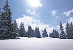 Winterwald